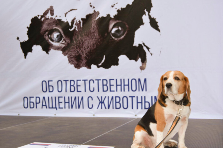 Протест по обращением с животными. Протест по обращением с животными.