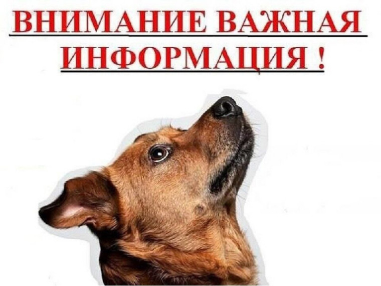 Памятка по ответственному обращению с животными! Владельцы собак и кошек обязаны:. Памятка по ответственному обращению с животными! Владельцы собак и кошек обязаны:.